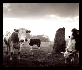 Clava Cows by Stu Jenks