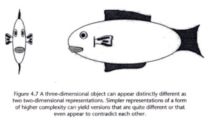 two two-dimensional perspectives of a fish