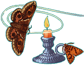 moths flying around a candle