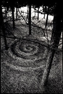 Pine Forest Spiral by Stu Jenks