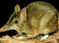 bandicoot
