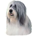 Bearded Collie