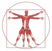 Leonardo's human proportions shown as anatomy