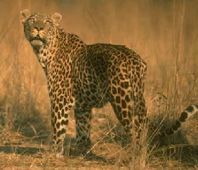 leopard